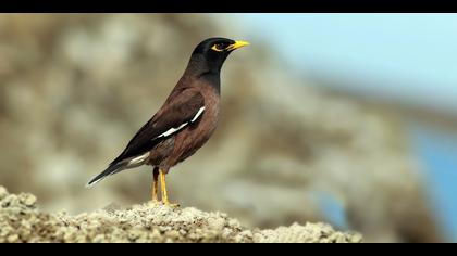 Çiğdeci » Common Myna » Acridotheres tristis