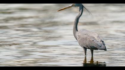 Kıyı balıkçılı » Western Reef Heron » Egretta gularis