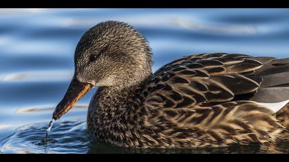 Boz ördek » Gadwall » Mareca strepera