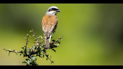 Kızılsırtlı örümcekkuşu » Red-backed Shrike » Lanius collurio