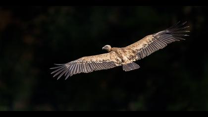 Kızıl akbaba » Griffon Vulture » Gyps fulvus