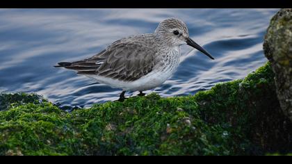 Karakarınlı kumkuşu » Dunlin » Calidris alpina