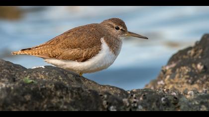 Dere düdükçünü » Common Sandpiper » Actitis hypoleucos