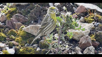 Küçük iskete » European Serin » Serinus serinus