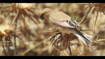 Boz alamecek » Desert Finch » Rhodospiza obsoleta