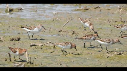 Küçük kumkuşu » Little Stint » Calidris minuta