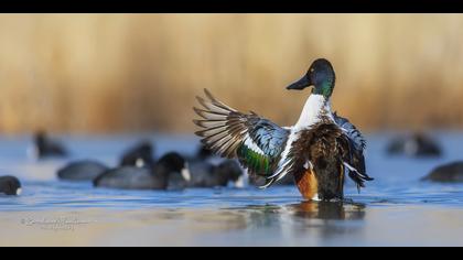 Kaşıkgaga » Northern Shoveler » Spatula clypeata