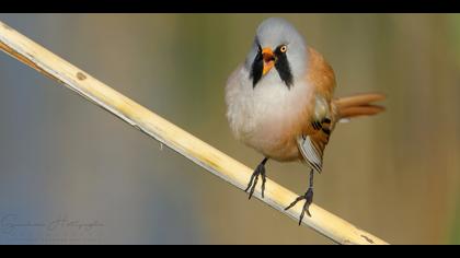 Bıyıklı baştankara » Bearded Reedling » Panurus biarmicus