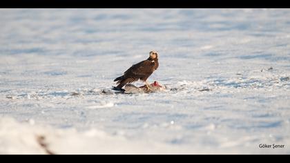 Saz delicesi » Western Marsh Harrier » Circus aeruginosus