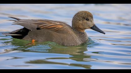 Boz ördek » Gadwall » Mareca strepera