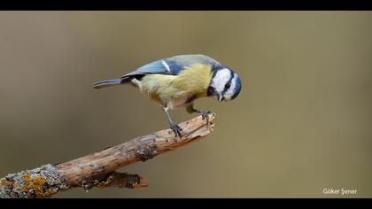 Mavi baştankara » Eurasian Blue Tit » Cyanistes caeruleus