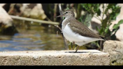 Dere düdükçünü » Common Sandpiper » Actitis hypoleucos