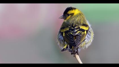 Karabaşlı iskete » Eurasian Siskin » Spinus spinus