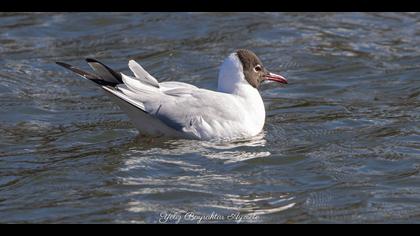 Karabaş martı » Black-headed Gull » Chroicocephalus ridibundus