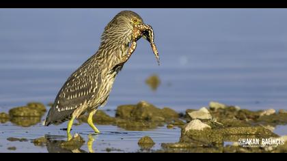 Gece balıkçılı » Black-crowned Night Heron » Nycticorax nycticorax