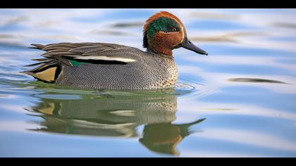 Çamurcun » Eurasian Teal » Anas crecca