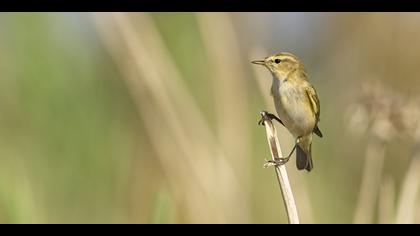 Söğütbülbülü » Willow Warbler » Phylloscopus trochilus