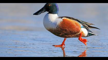 Kaşıkgaga » Northern Shoveler » Spatula clypeata