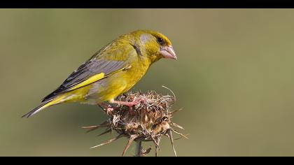 Florya » European Greenfinch » Chloris chloris