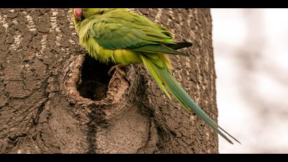 Yeşil papağan » Rose-ringed Parakeet » Psittacula krameri