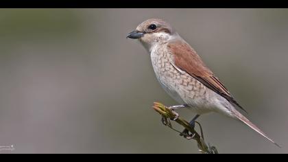 Kızılsırtlı örümcekkuşu » Red-backed Shrike » Lanius collurio