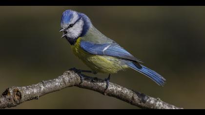 Mavi baştankara » Eurasian Blue Tit » Cyanistes caeruleus