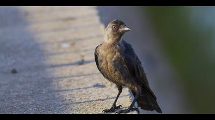 Küçük karga » Western Jackdaw » Coloeus monedula