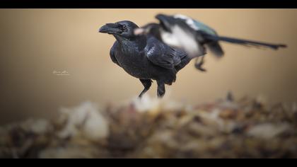 Kuzgun » Northern Raven » Corvus corax