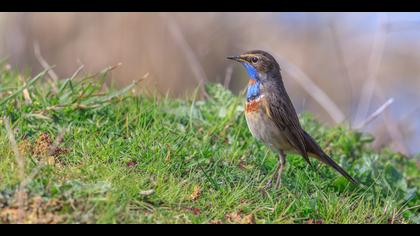 Mavigerdan » Bluethroat » Luscinia svecica