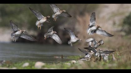 Dövüşkenkuş » Ruff » Calidris pugnax