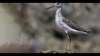 Yeşilbacak » Common Greenshank » Tringa nebularia