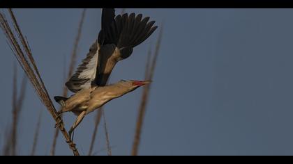 Küçük balaban » Little Bittern » Ixobrychus minutus