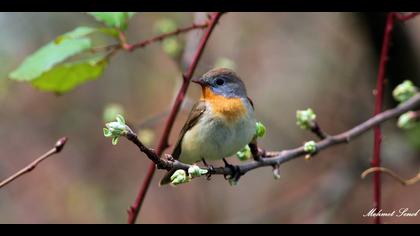 Küçük sinekkapan » Red-breasted Flycatcher » Ficedula parva