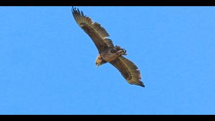 Cambaz kartal » Bateleur » Terathopius ecaudatus