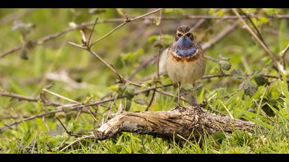 Mavigerdan » Bluethroat » Luscinia svecica