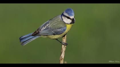 Mavi baştankara » Eurasian Blue Tit » Cyanistes caeruleus