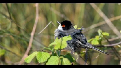 Maskeli ötleğen » Sardinian Warbler » Sylvia melanocephala