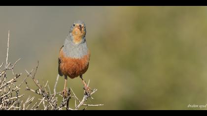 Kızıl kirazkuşu » Cretzschmar`s Bunting » Emberiza caesia