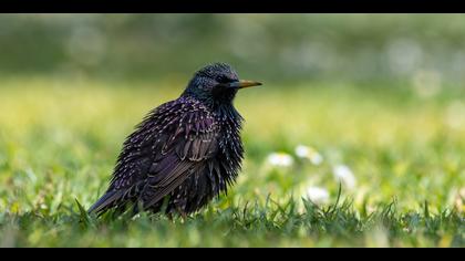 Sığırcık » Common Starling » Sturnus vulgaris