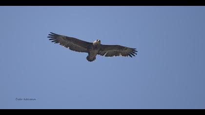 Cambaz kartal » Bateleur » Terathopius ecaudatus