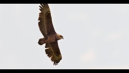 Cambaz kartal » Bateleur » Terathopius ecaudatus