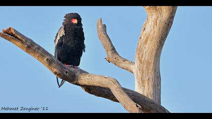 Cambaz kartal » Bateleur » Terathopius ecaudatus