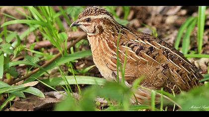 Bıldırcın » Common Quail » Coturnix coturnix