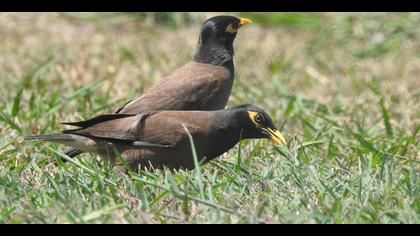 Çiğdeci » Common Myna » Acridotheres tristis