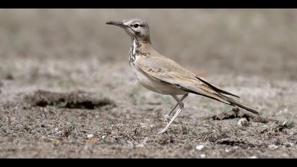 İbibik toygarı » Greater Hoopoe-Lark » Alaemon alaudipes