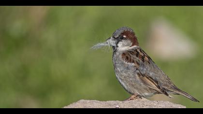 Serçe » House Sparrow » Passer domesticus