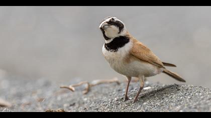 Çöl kulaklı toygarı » Temminck's Lark » Eremophila bilopha