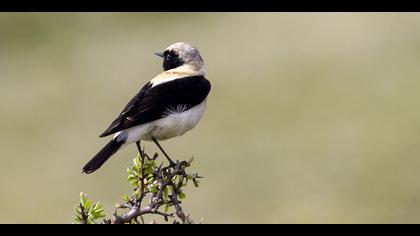 Karakulaklı kuyrukkakan » Black-eared Wheatear » Oenanthe melanoleuca