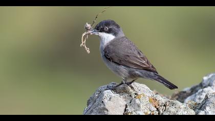 Akgözlü ötleğen » Eastern Orphean Warbler » Sylvia crassirostris