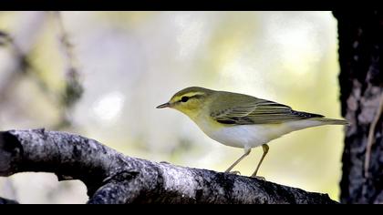 Orman çıvgını » Wood Warbler » Phylloscopus sibilatrix